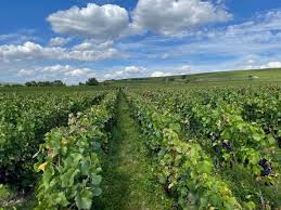 Indemnisation pour perte de récolte sur vignes.